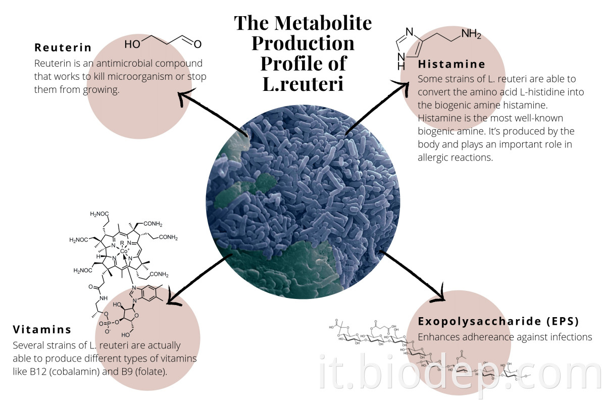 lactobacillus reuteri7